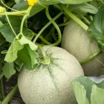 10 consejos para cultivar y cosechar melones jugosos y deliciosos