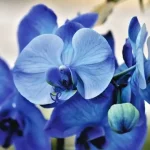 Orquídeas que florecen hasta en verano, los ingredientes mágicos para tenerlas siempre hermosas