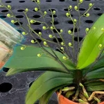 Regar todas las plantas con esta agua: hasta las flores más secas florecerán
