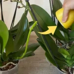 Orquídea sana y exuberante si utilizas este ingrediente: el método del vivero