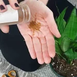 Esta especia hará que cualquier flor de balcón o jardín prospere.