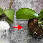 Parece casi imposible, pero es todo cierto: resucita tus plantas muertas