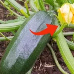 Cómo eliminar el chorro secundario del calabacín, con este movimiento lo haces enseguida