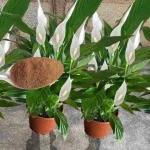 Peace Lily, si quieres que te dure años, debes hacer este movimiento importante.