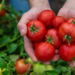 Tomates, este truco aumenta el rendimiento de tus plantas en un 30%.