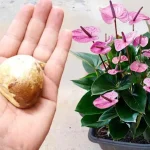 No lo desperdicies más, tirarlo es un error: úsalo para plantas en el balcón y en el jardín