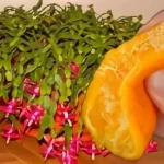 Nunca floreció así: 1 cucharada de este ingrediente hace la diferencia