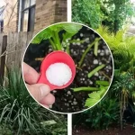 Sal para el lavavajillas del jardín, esto es lo que les pasa a las plantas si lo intentas