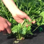 Parsley, when to harvest it and store it perfectly: don’t make mistakes