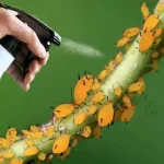 El insecticida natural más potente que existe: elimina pulgón y mosca blanca de forma inmediata