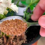 Incluso las flores que no han florecido durante años resurgirán: 1 cucharada en cada planta es suficiente
