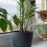 Agua con gas para regar, qué pasa con las plantas después de unos segundos