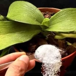 Todas las plantas marchitas revivirán así: una cucharada es suficiente