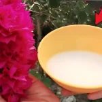 Este ingrediente es más fuerte que el agua, hace que las plantas crezcan sanas y exuberantes.