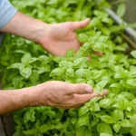 Albahaca fresca y saludable para todo un año, cómo cultivarla: este es el secreto