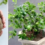 Limones, si los cultivas así te durarán todo el año: el método muy sencillo