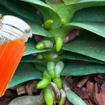 Una taza al mes de este ingrediente: raíces y flores florecerán todo el año