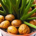 Cáscaras de nuez en las plantas, por eso todos los jardineros lo hacen en febrero.
