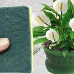 Pon 1 esponja en las plantas que tienes en casa, lo que sucederá al poco tiempo: inesperado