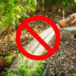Huerto, cómo cultivar sin agua con el famoso método Fukuoka