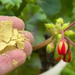 Espolvoréalo en cada maceta de flores que tengas en tu jardín y cobrarán vida al instante.