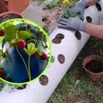 Huerto, cómo cultivar fresas en tubos: aquí está la técnica muy simple