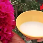 Este ingrediente es más fuerte que el agua, hace que las plantas crezcan sanas y exuberantes.
