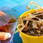 Planta muerta, no la tires: comprueba la jugada de los jardineros para revivirla inmediatamente