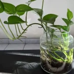 Pothos, cómo cultivarlo en un frasco: el procedimiento paso a paso