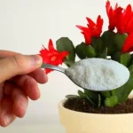 Con una pizca de esto florece instantáneamente cualquier flor que tengas en casa