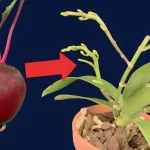Todo lo que se necesita es esta verdura de temporada para que el jardín de orquídeas explote