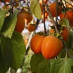 Cómo cultivar el árbol de caqui (también en macetas)