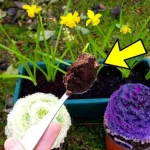 Solo una cucharada y tus flores florecerán como nunca tanto en la casa como en el jardín.