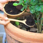 4 Natural Fertilizers to Promote Growth in Your Green Plants