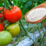 5 Reasons to Incorporate Baking Soda into Your Plant Care Routine   