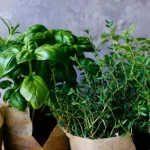 5 plantas aromáticas para cultivar fácilmente en un piso