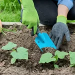 6 errores a evitar absolutamente para una siembra exitosa de tus pepinos