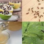 7 remedios naturales contra los insectos