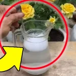 Abono natural, el mejor cuesta sólo 10 céntimos: ¡todos los viveristas lo utilizan!