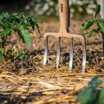 Cómo cultivar jengibre en casa: el método simple y efectivo