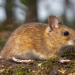 Aquí están las plantas repelentes naturales y efectivas para mantener a los ratones y otros roedores alejados de tu hogarAquí están las plantas repelentes naturales y efectivas para mantener a los ratones y otros roedores alejados de tu hogar