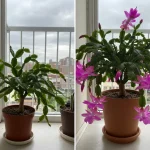 Cactus Full of Flowers: How to Make It Bloom Endlessly, Naturally