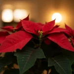 Can you plant a poinsettia on your landing? Expert nursery gardeners offer their opinion.