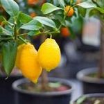 Come coltivare l’albero di limoni in casa a costo zero con il seme del frutto