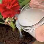 Come fertilizzare e propagare il geranio: i trucchetti per farlo crescere rigoglioso