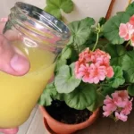 Come realizzare un fertilizzante naturale: il metodo con l’ananas