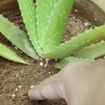 Cómo cultivar aloe vera con éxito