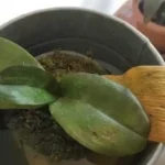 Cómo curar las hojas amarillas de las orquídeas: el método con un ingrediente natural