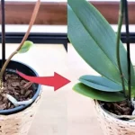 Cómo curar orquídeas con jabón de Marsella
