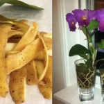 Cómo hacer abono para orquídeas en casa